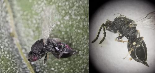 Eurytoma sp.